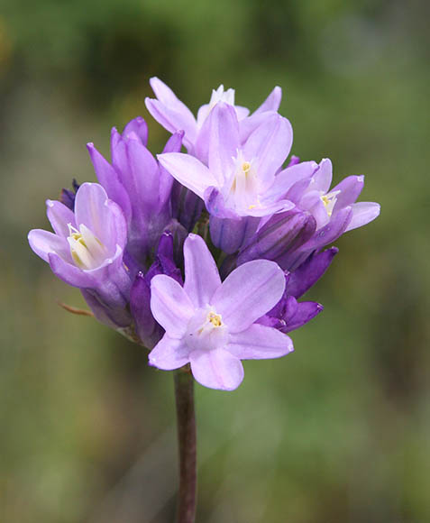  Dichelostemma capitatum ssp. pauciflorum